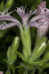 Eastern fringed catchfly